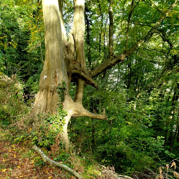 arbre a cames