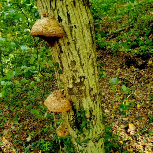 champignons