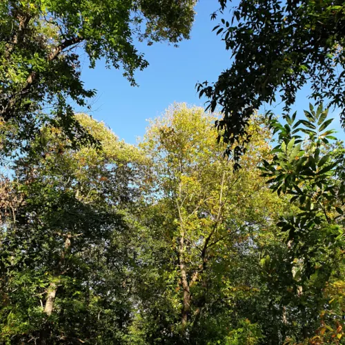 une belle foret