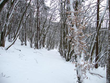 la neige en forêt